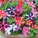 Petunia Marvel Star Mix (Garden Festival) - Farmers Stop