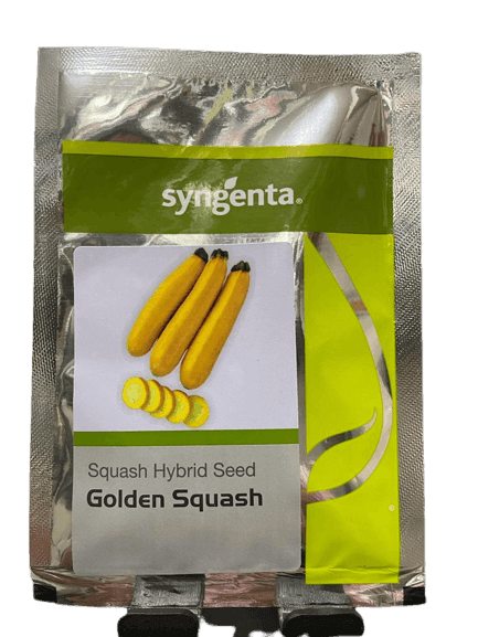 Golden Squash F1 Hybrid Squash/Zucchini (Syngenta ) — product image 1