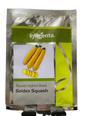 Golden Squash F1 Hybrid Squash/Zucchini (Syngenta ) — product image 1