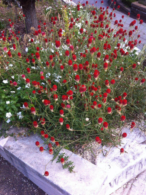 Gomphrena Strawberry Fields (Garden Festival) - Farmers Stop