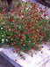 Gomphrena Strawberry Fields (Garden Festival) - Farmers Stop