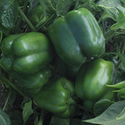 Huntignton F1 Hybrid Sweet Pepper (Seminis) - Farmers Stop
