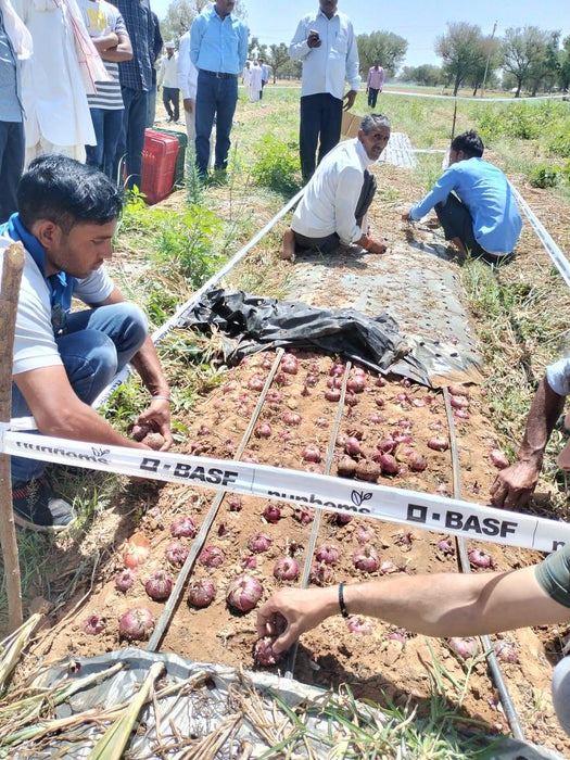 Indrina F1 Hybrid Onion (BASF Nunhems) - Farmers Stop