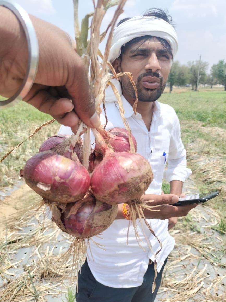 Indrina F1 Hybrid Onion (BASF Nunhems) - Farmers Stop