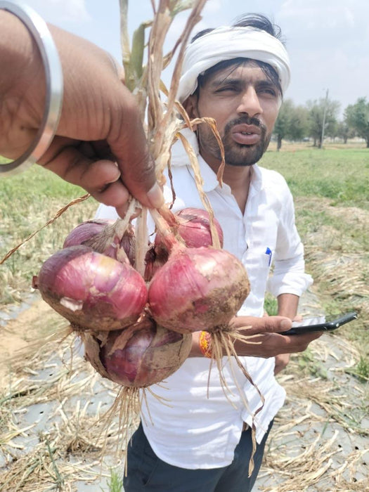 Indrina F1 Hybrid Onion (BASF Nunhems) - Farmers Stop
