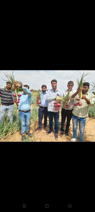 Indrina F1 Hybrid Onion (BASF Nunhems) - Farmers Stop