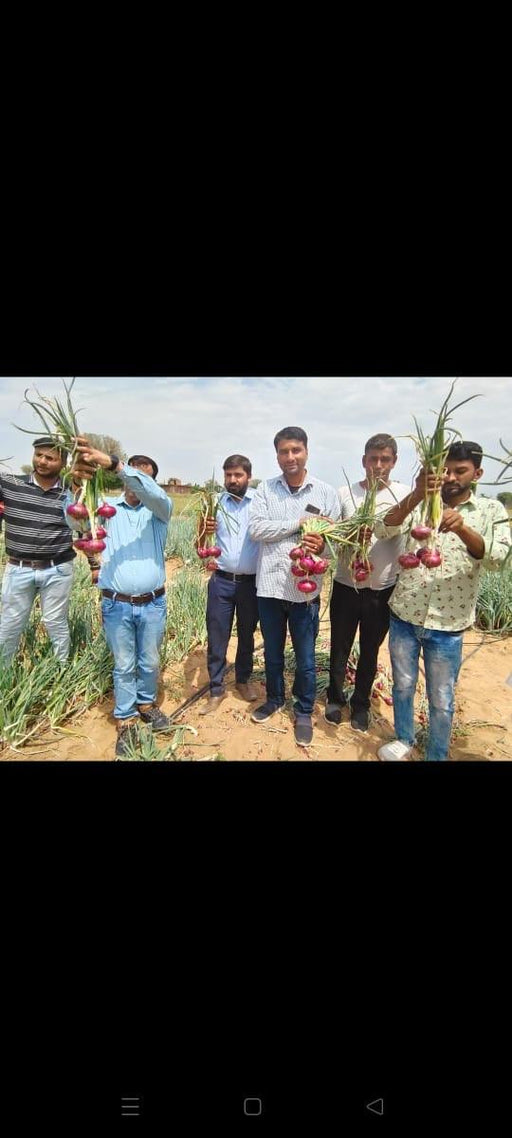 Indrina F1 Hybrid Onion (BASF Nunhems) - Farmers Stop