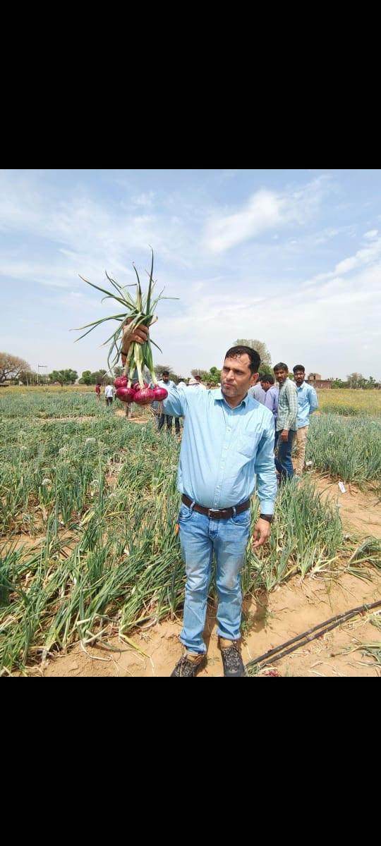 Indrina F1 Hybrid Onion (BASF Nunhems) - Farmers Stop