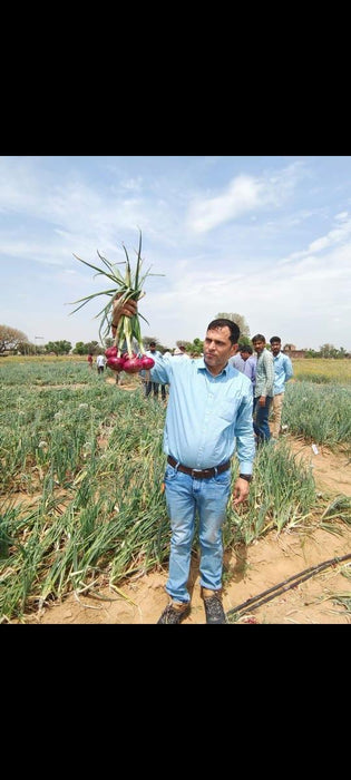 Indrina F1 Hybrid Onion (BASF Nunhems) - Farmers Stop