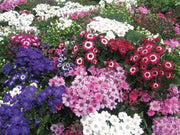 Cineraria Senecio hybrida Flowering (Garden Festival) - Farmers Stop
