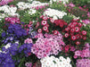 Cineraria Senecio hybrida Flowering (Garden Festival) - Farmers Stop
