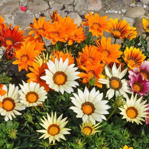 Gazania Star Light Dwarf Mix (Garden Festival) - Farmers Stop
