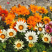 Gazania Star Light Dwarf Mix (Garden Festival) - Farmers Stop
