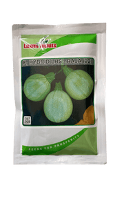 Raja (22) F1 hybrid Summer Squash (Laxmi Inputs) - Farmers Stop