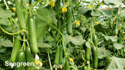 SEEGREEN/सीग्रीन F1 Hybrid Polyhouse Cucumber (Nunhems) - Farmers Stop