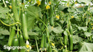 SEEGREEN/सीग्रीन F1 Hybrid Polyhouse Cucumber (Nunhems) - Farmers Stop