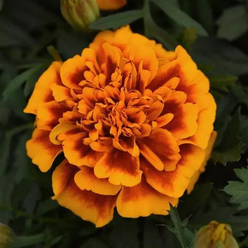 Durango/Bonanza Flame F1 Hybrid French Marigold (PanAmerican) - Farmers Stop