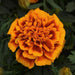 Durango/Bonanza Flame F1 Hybrid French Marigold (PanAmerican) - Farmers Stop