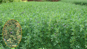 Quality Fodder Alfa-Alfa Rajka Seed (2-3 year crop) - Farmers Stop