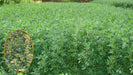 Quality Fodder Alfa-Alfa Rajka Seed (2-3 year crop) - Farmers Stop