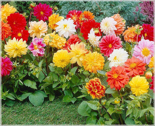 Dahlia Unwins Hybrid - Big Flowers (Garden Festival's) - Farmers Stop