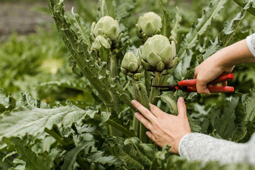 Artichoke Green Globe (Garden festival) - Farmers Stop