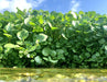 Water Cress Herb (Garden Festival) - Farmers Stop