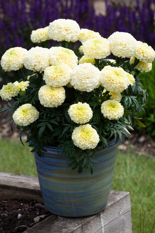 WhiteGold Max F1 Hybrid White African Marigold (AsiaPacific/Garden Festival) - Farmers Stop