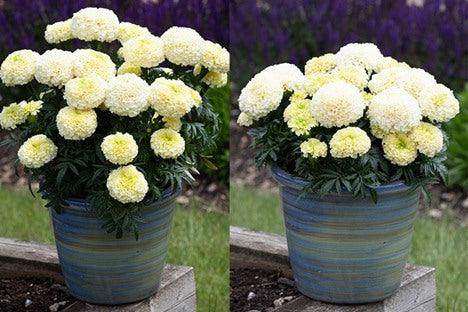 WhiteGold Max F1 Hybrid White African Marigold (AsiaPacific/Garden Festival) - Farmers Stop