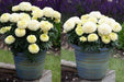 WhiteGold Max F1 Hybrid White African Marigold (AsiaPacific/Garden Festival) - Farmers Stop