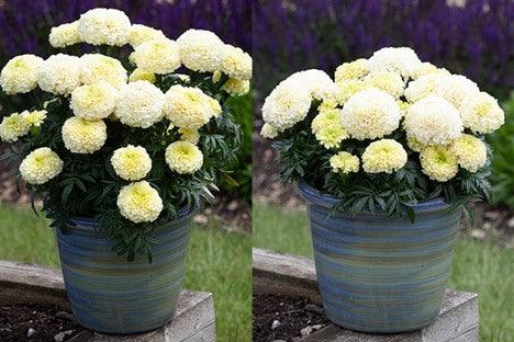 WhiteGold Max F1 Hybrid White African Marigold (AsiaPacific/Garden Festival) - Farmers Stop