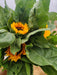 Ornamental Sunflower Hybrid - Cut Flower Mix (Garden Festival) - Farmers Stop