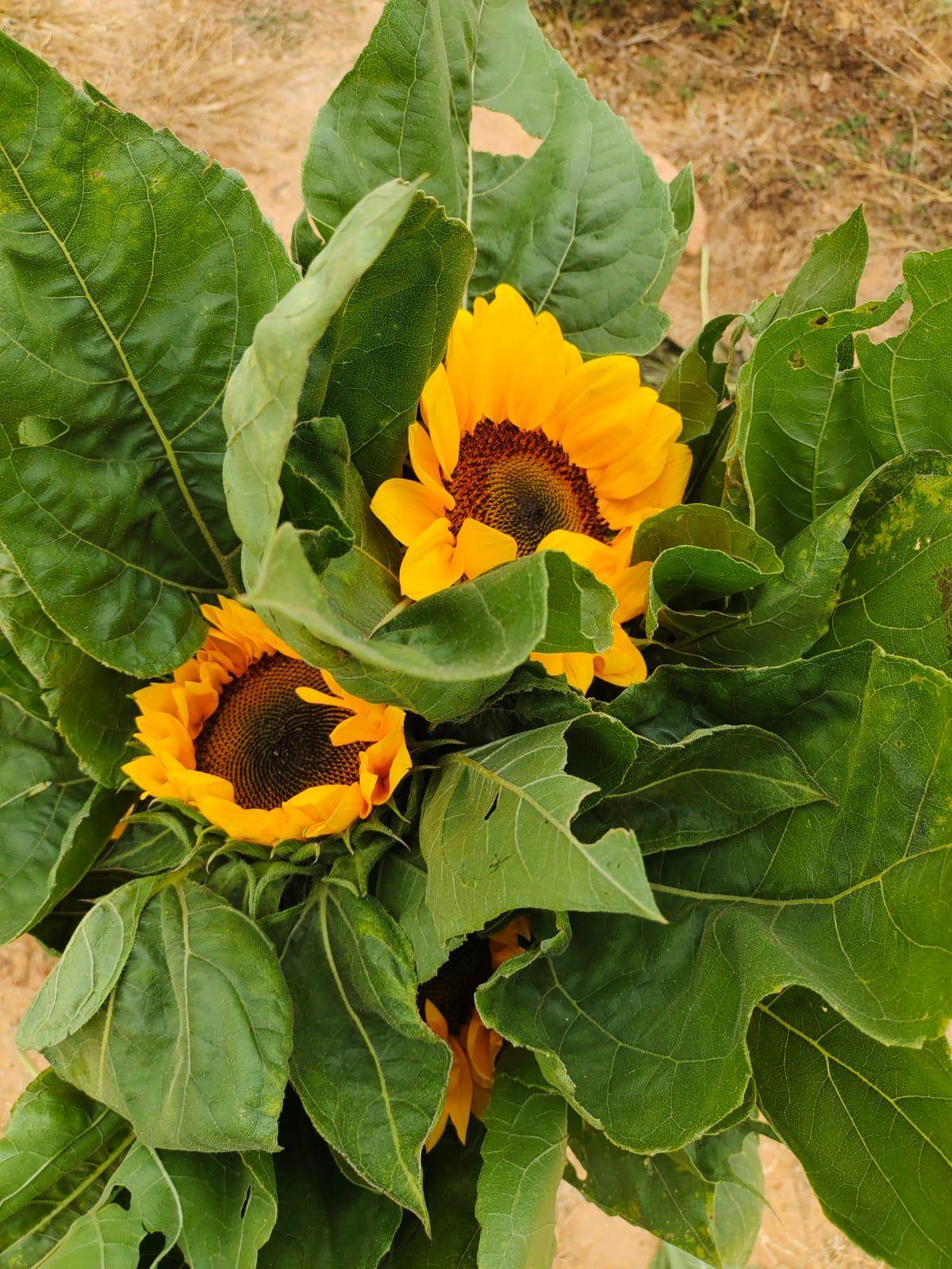 Ornamental Sunflower Hybrid - Cut Flower Mix (Garden Festival) - Farmers Stop