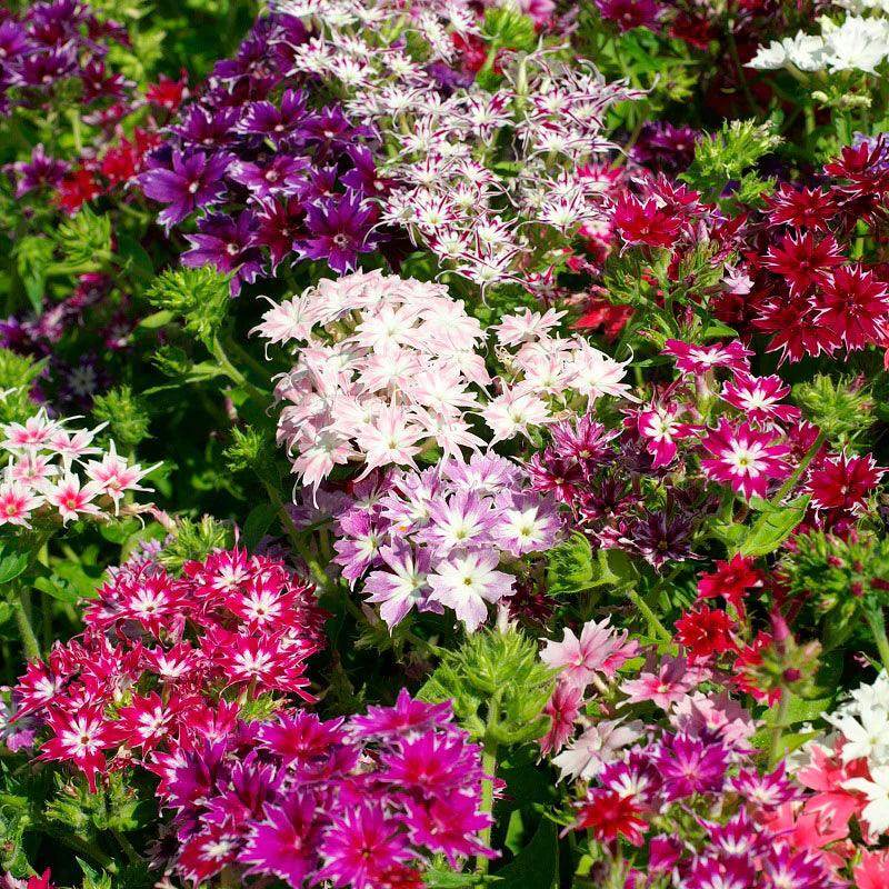 Mario Mix Phlox drummondii (Garden Festival) - Farmers Stop