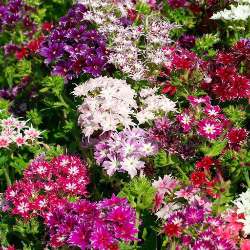Mario Mix Phlox drummondii (Garden Festival) - Farmers Stop