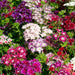 Mario Mix Phlox drummondii (Garden Festival) - Farmers Stop