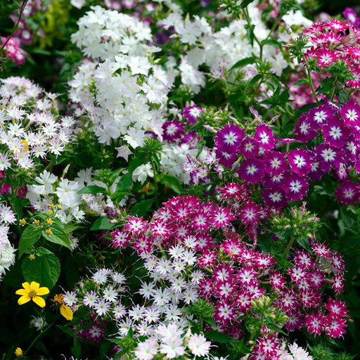 Mario Mix Phlox drummondii (Garden Festival) - Farmers Stop