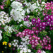 Mario Mix Phlox drummondii (Garden Festival) - Farmers Stop