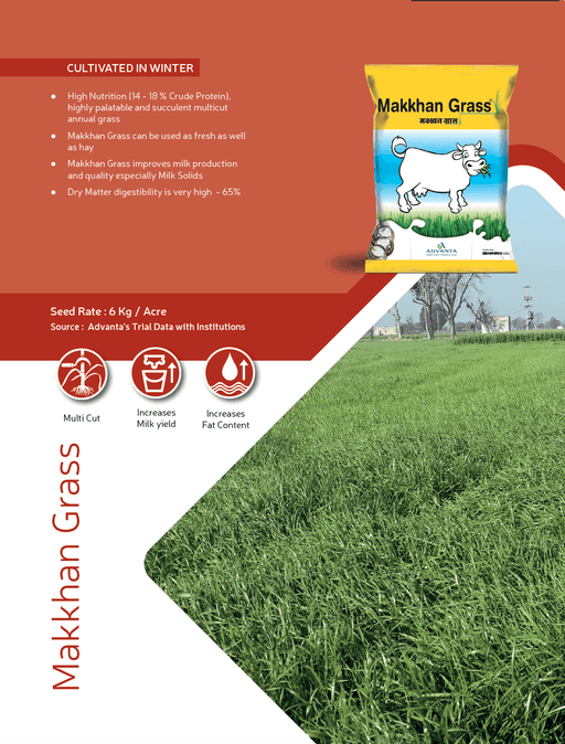 MAKKHAN GRASS (मक्खन घास) Anual Rye Grass (Advanta) - Farmers Stop