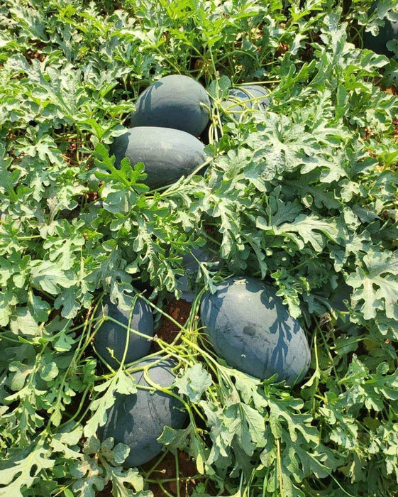 Navkiran F1 Hybrid Watermelon Ice Box Type-Red Flesh (Known You Seeds) - Farmers Stop