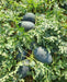 Navkiran F1 Hybrid Watermelon Ice Box Type-Red Flesh (Known You Seeds) - Farmers Stop
