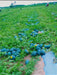 Navkiran F1 Hybrid Watermelon Ice Box Type-Red Flesh (Known You Seeds) - Farmers Stop