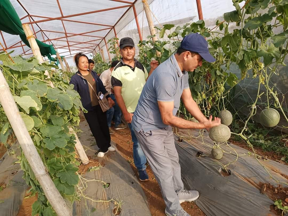 AALIYA F1 Hybrid Muskmelon for Polyhouse (Known You Seeds) - Farmers Stop