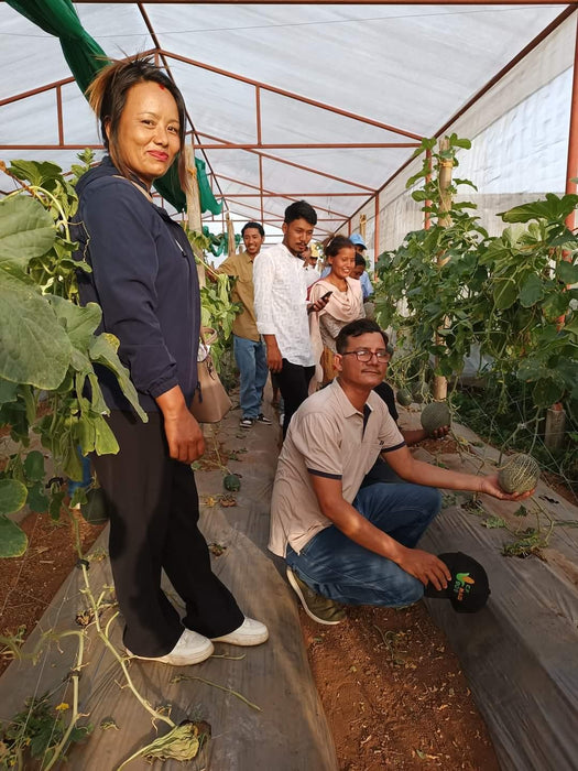 AALIYA F1 Hybrid Muskmelon for Polyhouse (Known You Seeds) - Farmers Stop