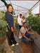 AALIYA F1 Hybrid Muskmelon for Polyhouse (Known You Seeds) - Farmers Stop
