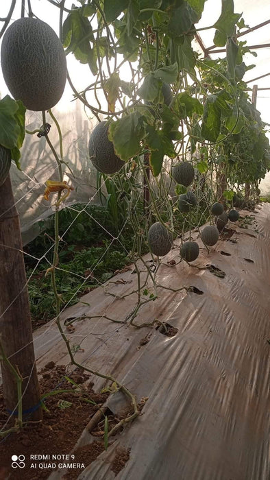 AALIYA F1 Hybrid Muskmelon for Polyhouse (Known You Seeds) - Farmers Stop