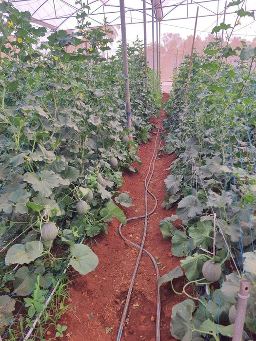 AALIYA F1 Hybrid Muskmelon for Polyhouse (Known You Seeds) - Farmers Stop