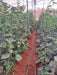AALIYA F1 Hybrid Muskmelon for Polyhouse (Known You Seeds) - Farmers Stop