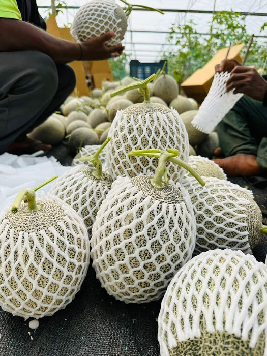 AALIYA F1 Hybrid Muskmelon for Polyhouse (Known You Seeds) - Farmers Stop