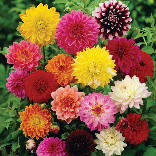 Dahlia Top Star Mix - Vibrant Garden Blooms | Farmers Stop